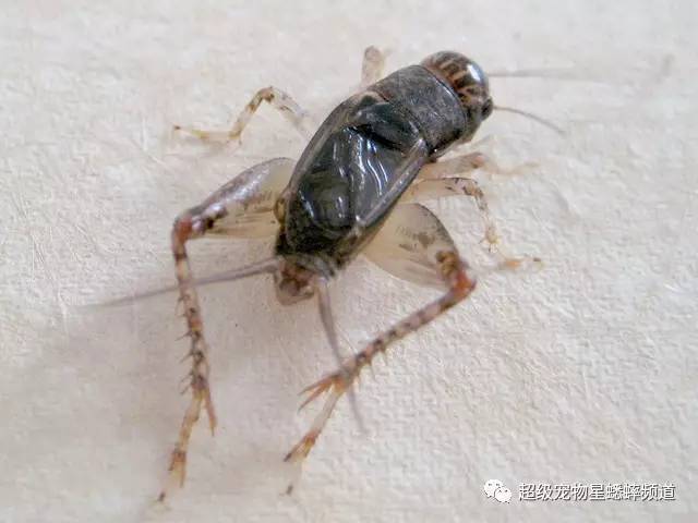 建筑砌块销售 第199页