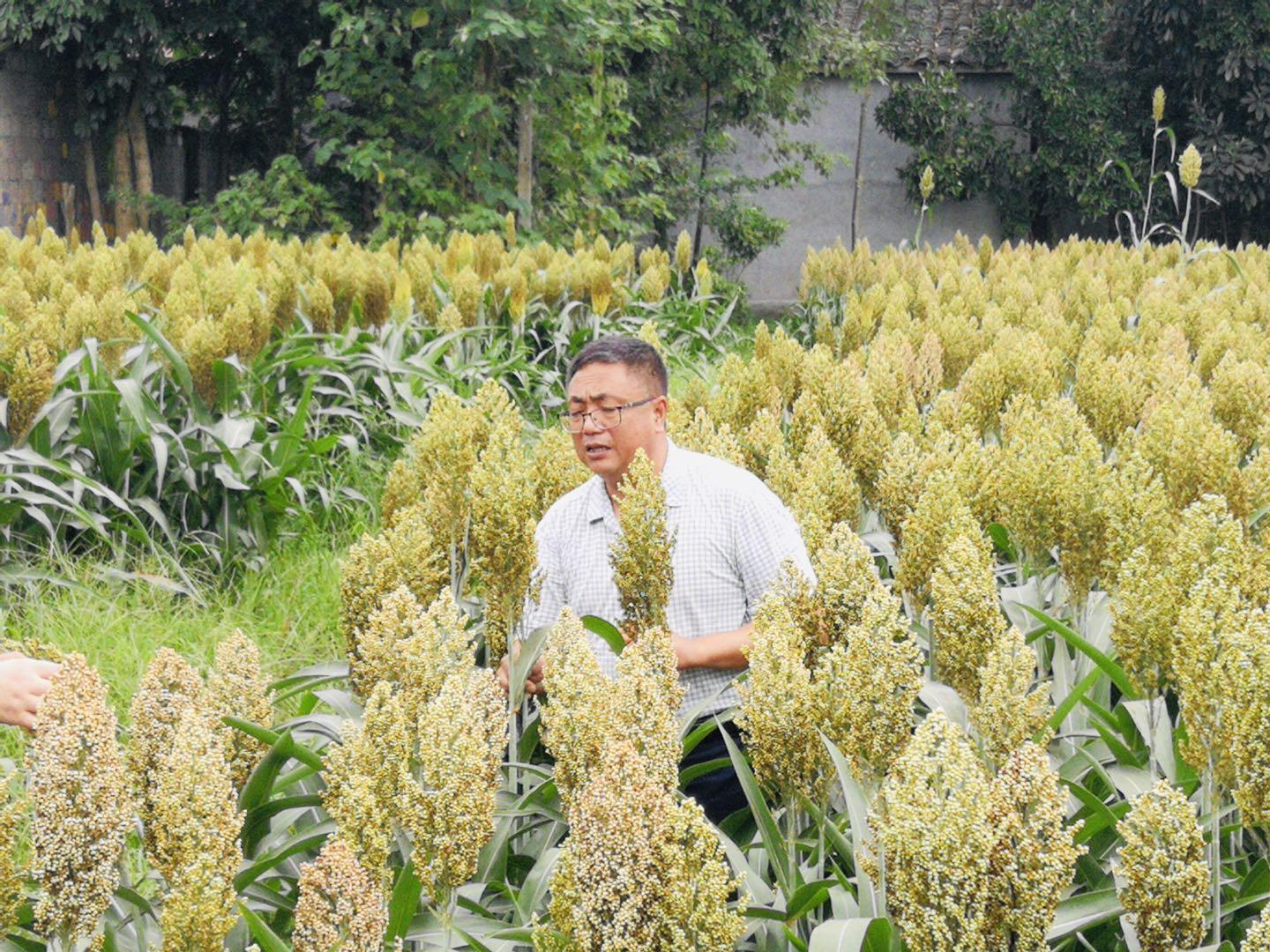 糯高粱价格，历史背景、重要事件与产业地位详解