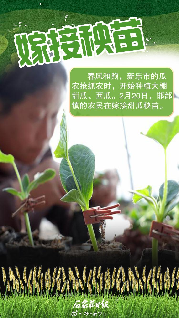 农家独苗最新动态，绿意盎然，生机勃勃